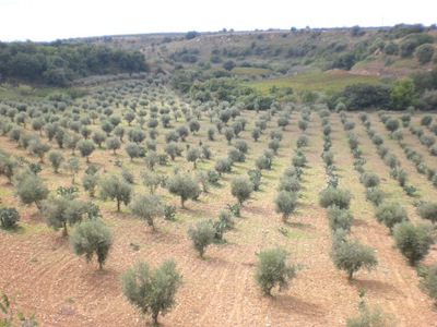 Olive orchard.